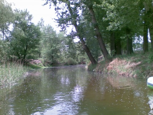 水面上布满柳絮